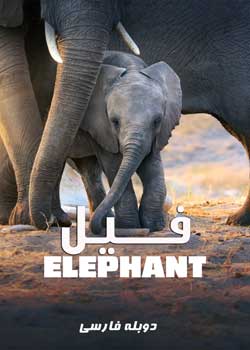 Elephant - فیل