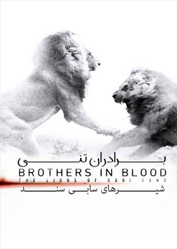 Brothers in Blood: The Lions of Sabi Sand - برادران تنی: شیرهای سابی سند